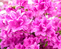 symbol_flower