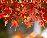 symbol_tree